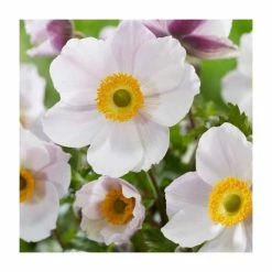 Anemone 'Wild Swan' | 10.5cm Pot