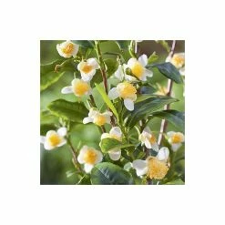 1ft Tea Plant | 3L Pot | Camellia Sinensis var. Sinensis